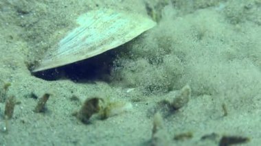 Marble Goby 'nin (Pomatoschistus marmoratus) üretimi: bir yuva yapmak için, erkek kabuğun altına nüfuz eder ve yoğun bir şekilde kuyruğuyla, yakın çekim ile kumu delikten temizler..