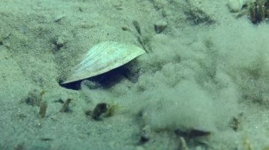 Üretilen Marble Goby (Pomatoschistus marmoratus): erkek, kumdan kabuğun alt yüzeyini tamamen temizler..