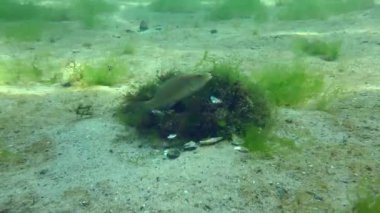 Üreme Gri grasse (Symphodus cinereus): erkek alg yuvasını o kadar kıskanır ki, bazen sadece küstah kemirgenleri değil, dişilerini de uzaklaştırır..