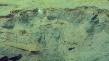 Çapa izinin sakinleri: Kum, çapa tarafından yapılan deliğe yavaşça akar ve üst katmanında yaşayan omurgasızları ortaya çıkarır. Balıklar ziyafet için toplandı..