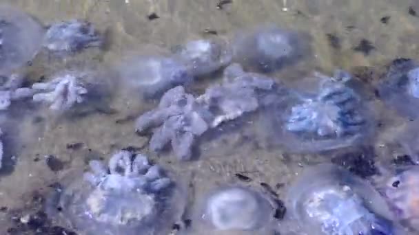 Numerous Bodies Barrel Jellyfish Rhizostoma Pulmo Cover Many Beaches Storm — Stock Video