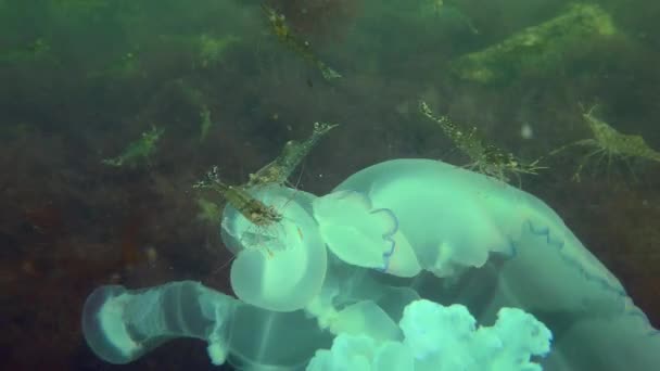 死鱼水母 Rhizostoma Pulmo 是虾类和其他海洋生物的极好食物 虾还能吃活的水母 — 图库视频影像