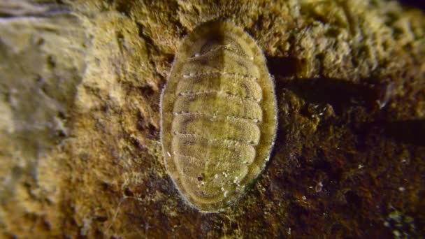 Chiton Παλτό Mail Κέλυφος Θάλασσα Λίκνο Polyplacophora Σέρνεται Αργά Πάνω — Αρχείο Βίντεο
