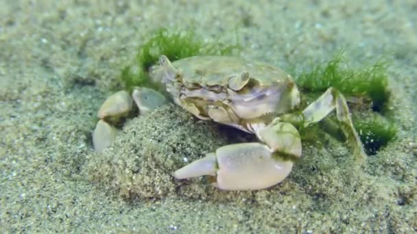 Грапсоид Crab Brachynotus Sexdentatus Заросший Зелеными Водорослями Зарывается Песок Крупным — стоковое видео