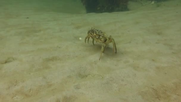 Krab Zelený Neboli Krab Pobřežní Carcinus Maenas Běhá Písčitém Dně — Stock video