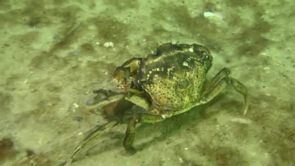 Krab Zelený Neboli Krab Pobřežní Carcinus Maenas Kráčí Písčitém Dně — Stock video