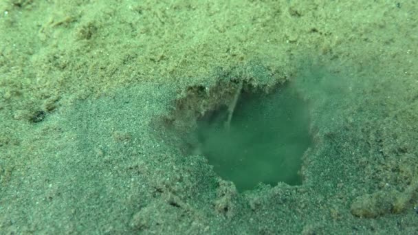 Lugworm Arenicola Μαρίνα Απελευθερώνει Ένα Ρεύμα Νερού Άμμο Από Λαγούμι — Αρχείο Βίντεο