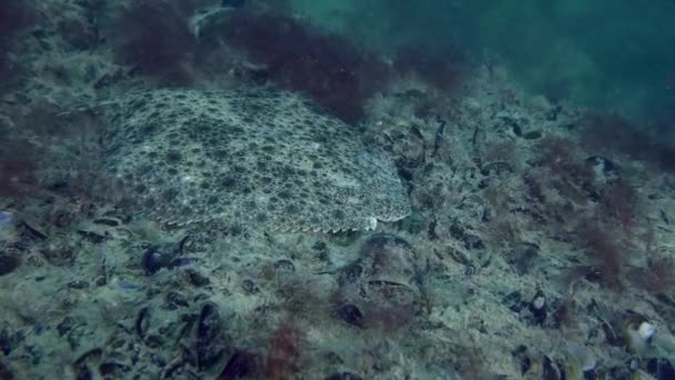 Rodaballo Mediterráneo Scophthalmus Maximus Encuentra Fondo Cubierto Mejillones Algas Rojas — Vídeos de Stock
