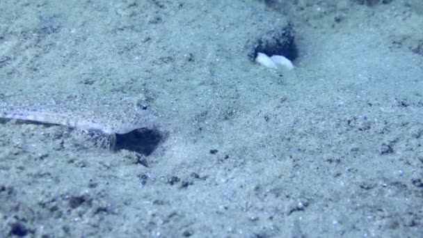 Smok Risso Callionymus Risso Piaszczystym Dnie Morskim Pływa Przez Ramę — Wideo stockowe