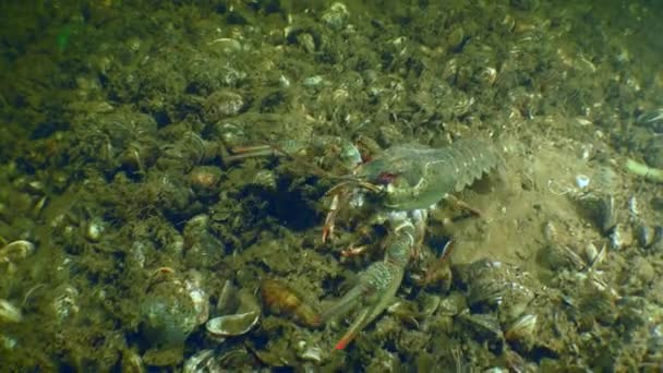大小龙虾 Astacus Astacus 在被海贝覆盖的河底缓慢地向后爬行 — 图库视频影像