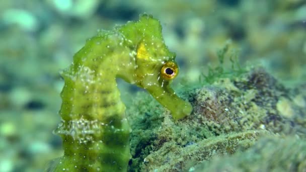 Long Snouted Seahorse Hippocampus Guttulatus Green Seahorse Seabed Portrait — Stock Video