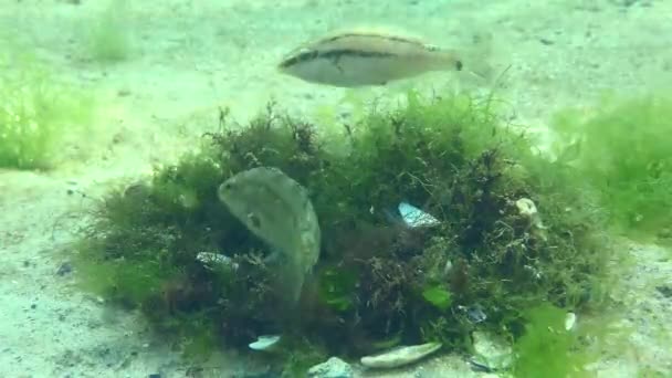 Zuchtlippfisch Symphodus Cinereus Ein Junges Männchen Ein Heller Fisch Mit — Stockvideo