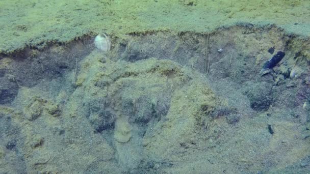 锚地的居民 沙子缓缓流入锚地形成的沟槽 揭示出生活在上面一层的无脊椎动物 — 图库视频影像