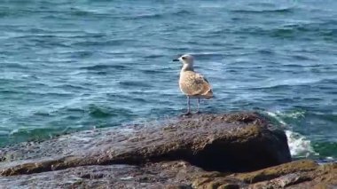 Yılan Adası 'nın faunası - bir kıyı kayası üzerinde genç bir Avrupa ringa martısı (Larus argentatus). Karadeniz, Ukrayna.