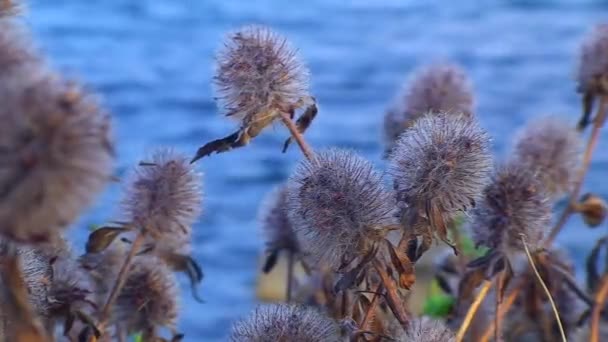 Flora Wyspy Węża Zarośla Koniczyny Zająca Lub Koniczyny Królika Trifolium — Wideo stockowe