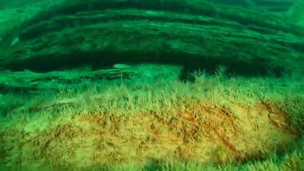Diving Snake Island Camera Slowly Pans Seabed Wooden Frames Shipwreck — Stock Video