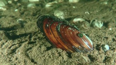 Tatlı Su Ressamı 'nın midyesi (Unio pictorum) yarı toprak altında gömülü, kabuk boyunca sürünen küçük salyangozlar.