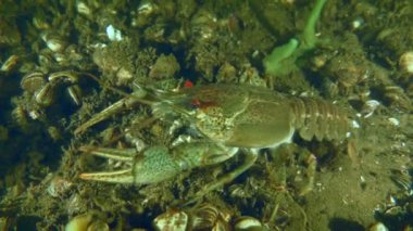 Tuna balığı (Pontastacus leptodactylus) yavaş yavaş nehir tabanında sürünerek ayaklarıyla yiyecek arayışına girer..