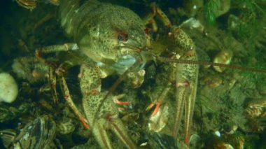 Nehrin dibindeki Tuna balığı (Pontastacus leptodactylus) pençelerini oynatarak, portresini çizerek.