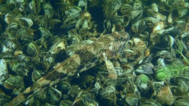 Genç Knout goby (Mezogobius batrachocephalus) Zebra Massel kabuklarıyla kaplı bir nehir yatağında.