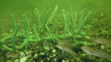 Uzaylı türleri: Neogobius melanostomus (Neogobius melanostomus) adlı bir grup Zebra Massel kabukları ile kaplıdır..