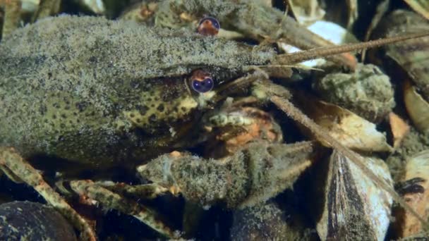 盖有水母的宽被禁小龙虾 Astacus Astacus 坐在底部 上面布满了贝壳和特写 — 图库视频影像