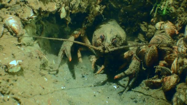红爪小龙虾 Astacus Astacus 守护着其底部洞口的入口 — 图库视频影像