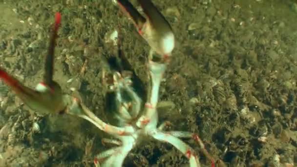河床上有一只大的多瑙河螃蟹 Pontastacus Leptodactylus 它的爪子对着相机镜头 非常靠近镜头 造成了威胁 — 图库视频影像