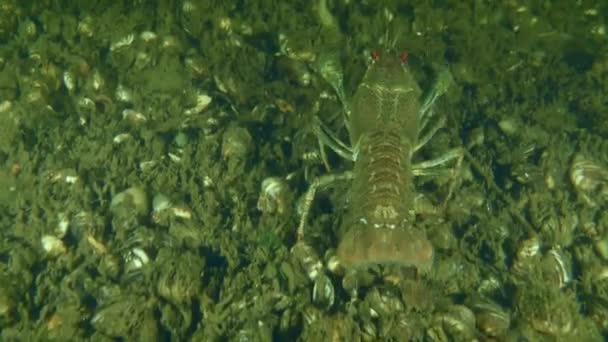 欧洲螃蟹 Astacus Astacus 沿着覆盖着斑马鱼的河床缓慢爬行 然后离开框架 回头看 — 图库视频影像