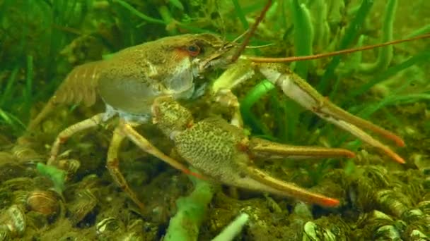 多瑙河螃蟹 Pontastacus Leptodactylus 缓慢地沿着河床在绿色水生植物中爬行 然后爬出框架 — 图库视频影像