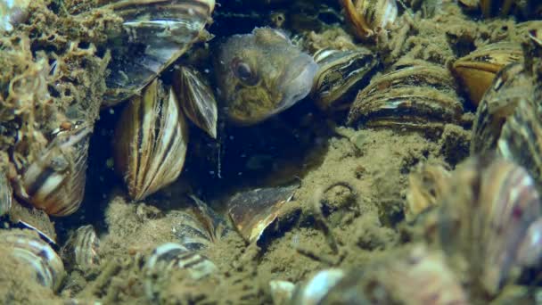 Αναπαραγωγή Ψαριών Αρσενικός Goad Goby Babka Gymnotrachelus Σκαρφαλώνει Από Λαγούμι — Αρχείο Βίντεο