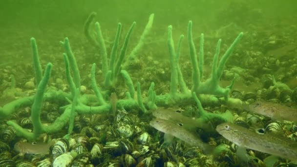 异形种 在河底覆盖着斑马马塞尔壳的一群幼小圆鱼 Neogobius Melanostomus — 图库视频影像