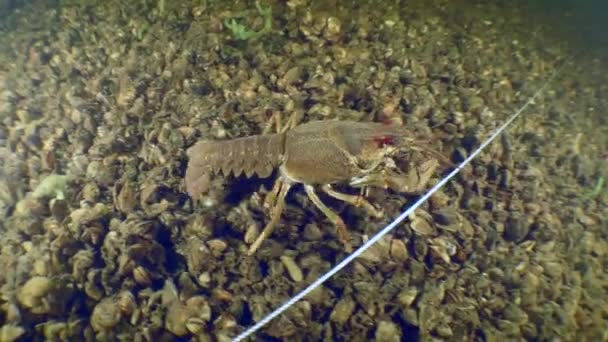 一条大小龙虾 Astacus Astacus 沿着标有绳索的水下考古地点爬行 — 图库视频影像