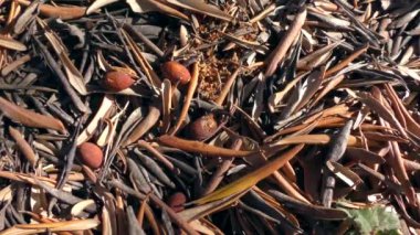 Zeytin koruluğu: yere düşen yapraklar ve zeytinler, yavaşça zum.