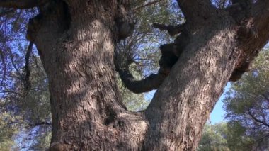 Eski bir zeytin ağacının gövdesi, yavaş zoom, kabuk dokusu. Avrupa, Yunanistan.