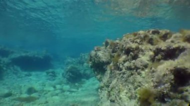 Şnorkelleme: kamera alglerle kaplı kayalar arasında sığ sularda hareket eder.