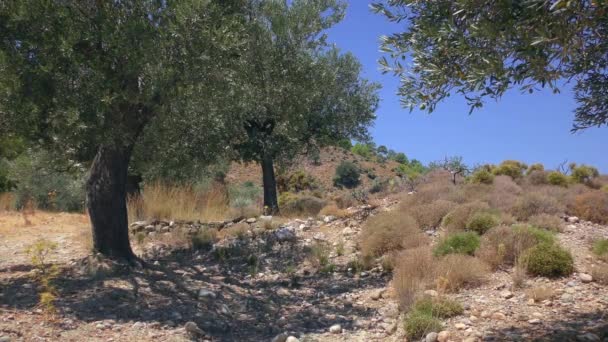 Olivový Háj Horkého Letního Odpoledne Skalnatá Půda Evropa Řecko — Stock video