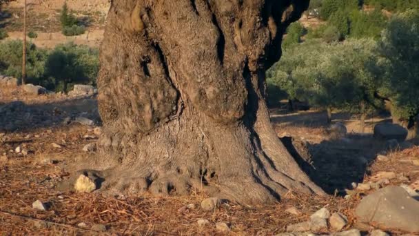 Die Kamera Bewegt Sich Langsam Den Stamm Eines Alten Olivenbaums — Stockvideo