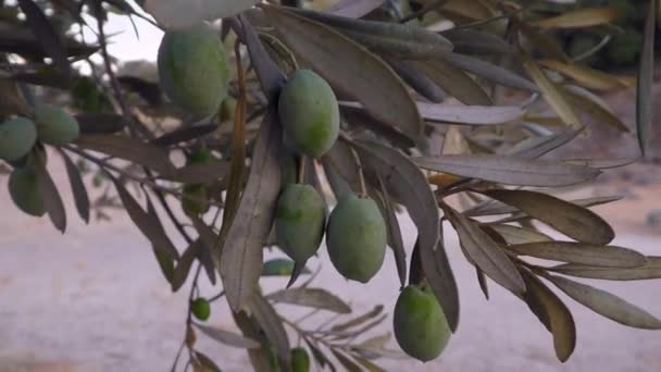 Vento Scuote Delicatamente Ramo Con Olive Nei Raggi Del Sole — Video Stock