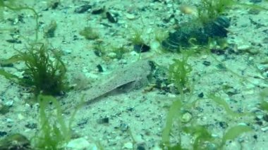 Risso 'nun ejderhası (Callionymus risso) kumlu deniz tabanında yeşil yosunlarla kaplanmış yiyecek arıyor..