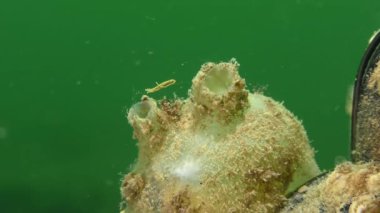 Tunicate Sea üzümleri (Molgula euprocta) suyu sifonlarıyla filtreler, yakın plan.