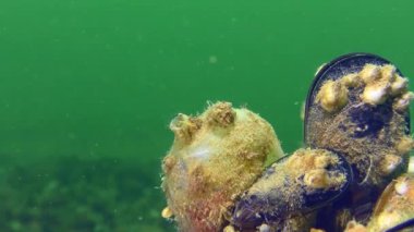 Tunicate Sea üzümleri (Molgula), yeşil su sütununun arka planında sifonlarını kapatır ve tekrar açar.