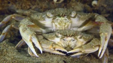 Üreme yüzen yengeç (Liocarcinus holsatus): çiftleşmeden önce, erkek (yukarıda) bir süre kumla kaplı bir çift yengeç (aşağıda) taşır..
