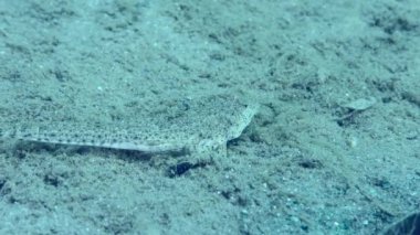 Risso 'nun ejderhası (Callionymus risso) kumlu bir deniz yatağında, etrafına bakar, yakın çekim.