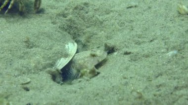 Marble Goby (Pomatoschistus marmoratus) üretimi: yuvayı koruyan erkek, inzivaya çekilen yengeç hakkında endişeli..