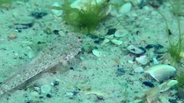 Risso 'nun yusufçuğu (Callionymus risso) yeşil yosunlarla kaplanmış kumlu bir deniz yatağında yüzer ve keşiş yengecinden korkarak uzaklaşır..