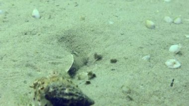 Çiftleşen keçi (Pomatoschistus marmoratus): erkek yuvaya girer ve onu havalandırmaya başlar..