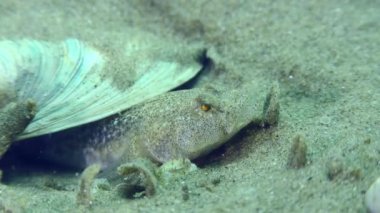 Üreme amaçlı Marble Goby (Pomatoschistus marmoratus): erkek, yuvayı korur ve havalandırır..