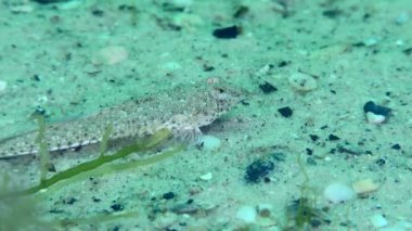 Risso 'nun yusufçuğu (Callionymus risso) kumlu bir deniz yatağında yeşil yosunlarla kaplıdır, etrafına bakar, yakından bakar..