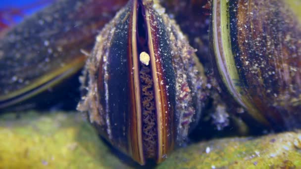 Miesmuscheln Mytilus Kleben Durch Filterung Des Meerwassers Schwebeteilchen Zusammen Und — Stockvideo